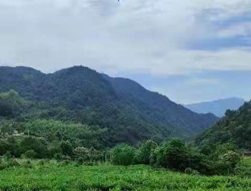 湖北j9游戏集团英山有机茶厂